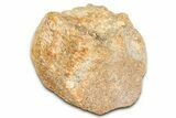 Fossil Mosasaur (Platecarpus) Vertebra - Kansas #382051-1